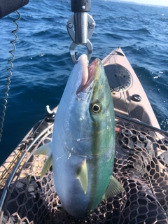 ワラサの釣果