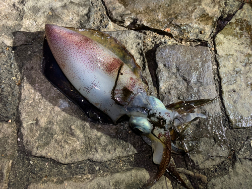 アオリイカの釣果