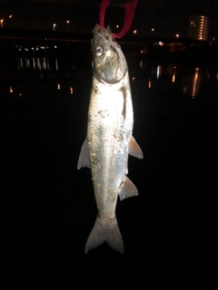 ウグイの釣果