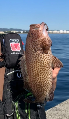 オオモンハタの釣果