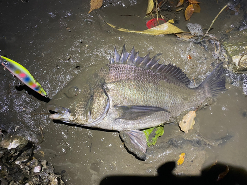 チヌの釣果