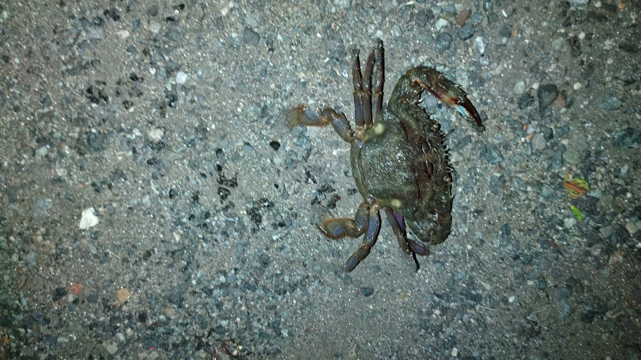 カサゴ
