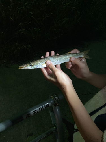 大野お台場公園前で釣れたカマスの釣り・釣果情報 - アングラーズ