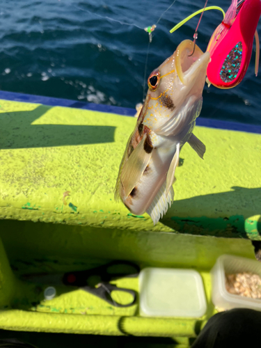 リュウグウハゼの釣果