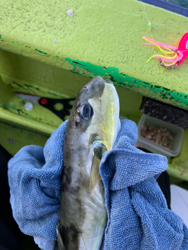 クロサバフグの釣果