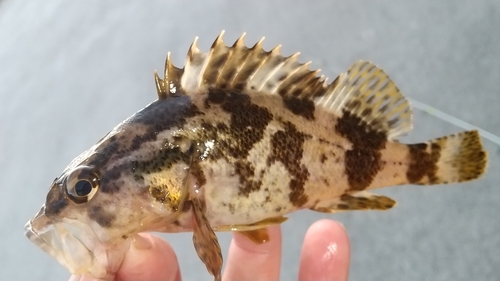 タケノコメバルの釣果