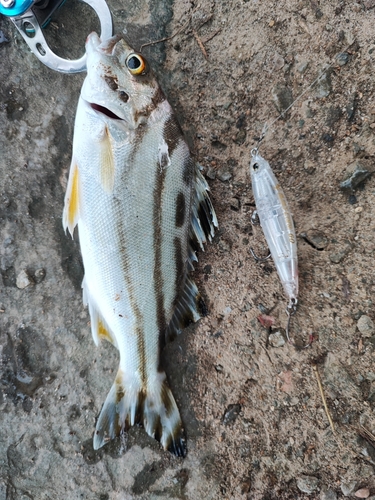 コトヒキの釣果