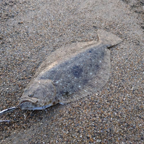 ヒラメの釣果