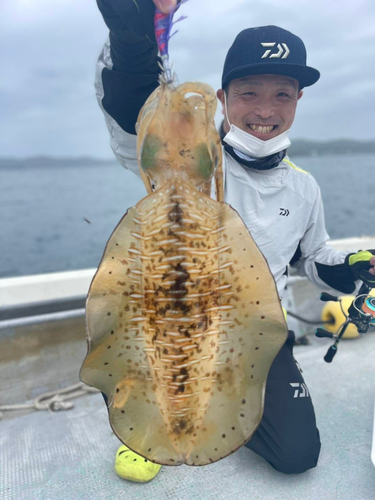 アオリイカの釣果