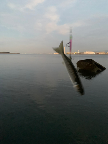 ボラの釣果