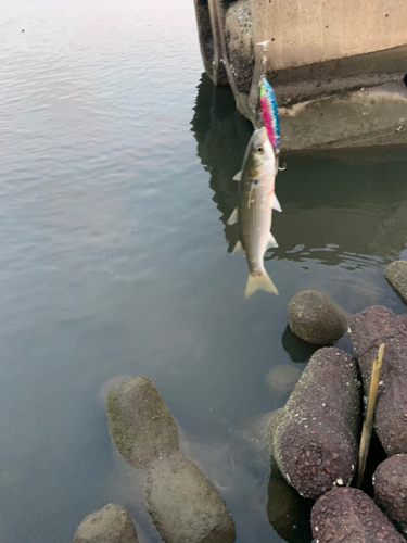 ボラの釣果