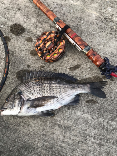 クロダイの釣果