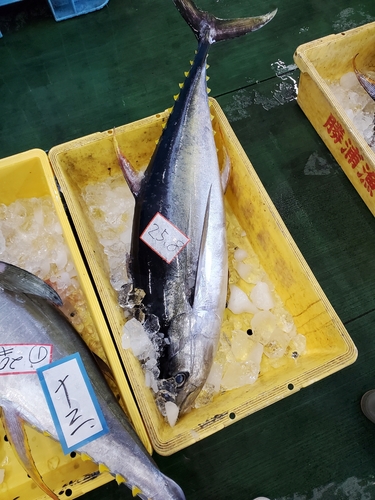 キハダマグロの釣果