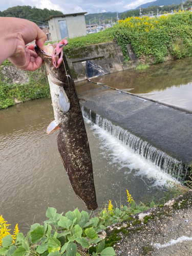 ナマズの釣果