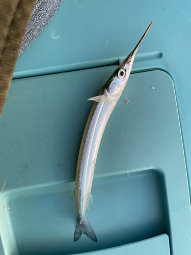 サヨリの釣果