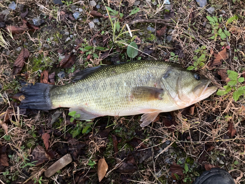 ラージマウスバスの釣果