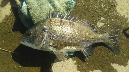 クロダイの釣果