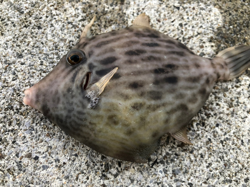 カワハギの釣果