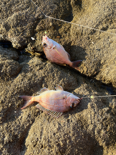 マダイの釣果