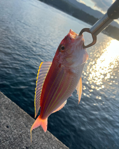 イトヨリダイの釣果