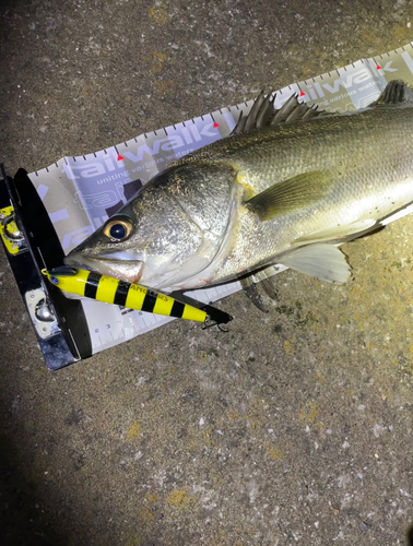 シーバスの釣果