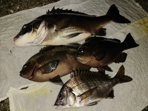 クロダイの釣果