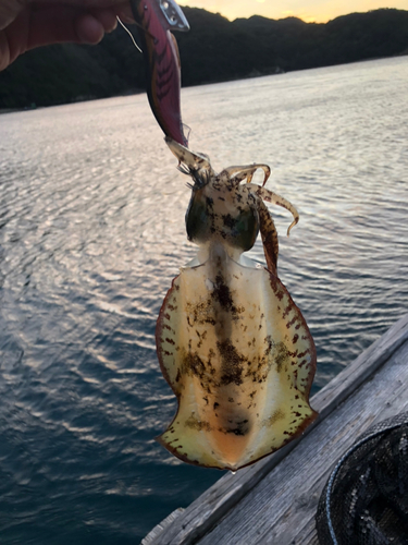 アオリイカの釣果