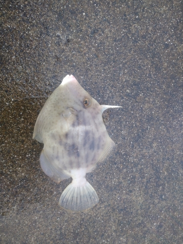 カワハギの釣果