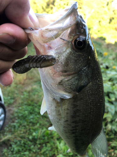 ラージマウスバスの釣果