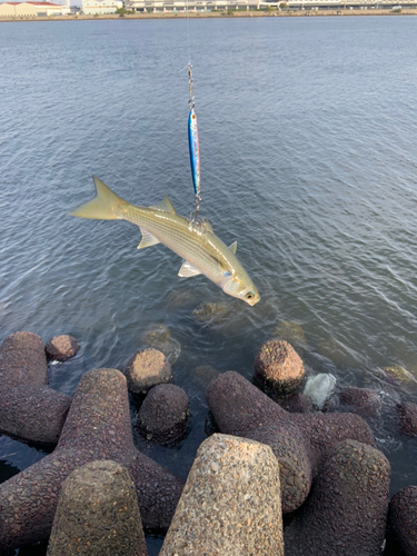 ボラの釣果