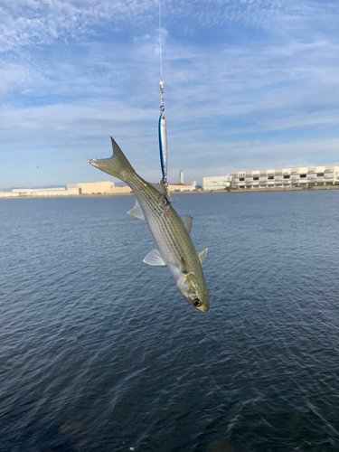 ボラの釣果