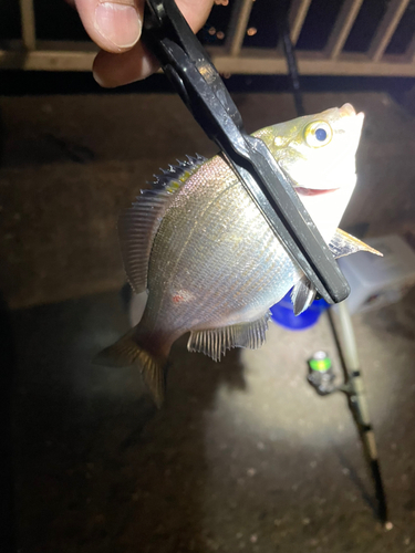 ウミタナゴの釣果