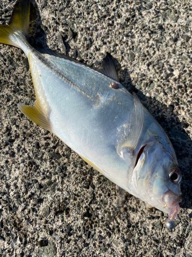 メッキの釣果