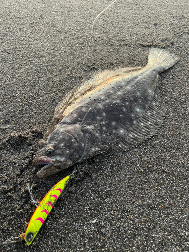 ソゲの釣果