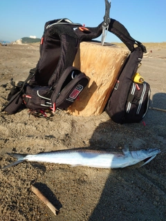 サゴシの釣果