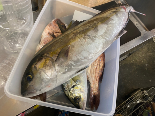 カンパチの釣果