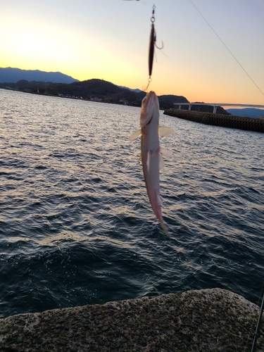 エソの釣果