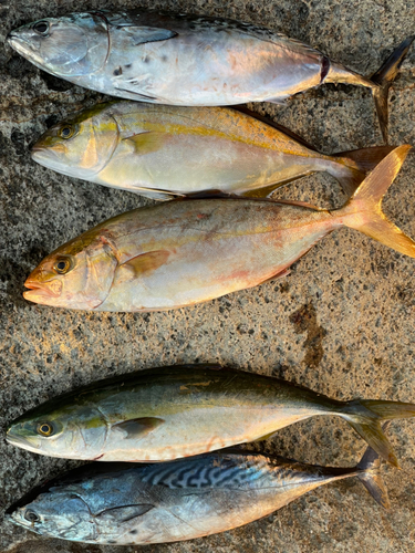 カンパチの釣果