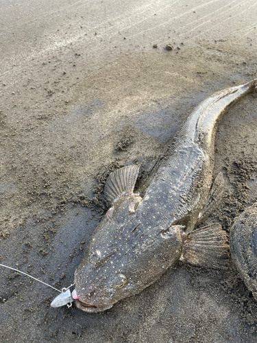 マゴチの釣果