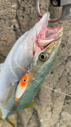 ツバスの釣果