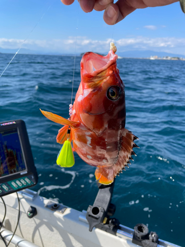 カサゴの釣果