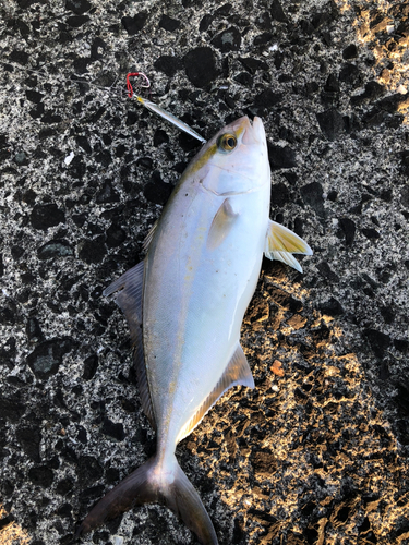 ショゴの釣果