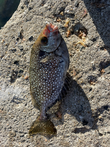 アイゴの釣果