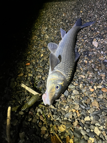 ニゴイの釣果