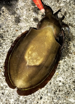 コウイカの釣果