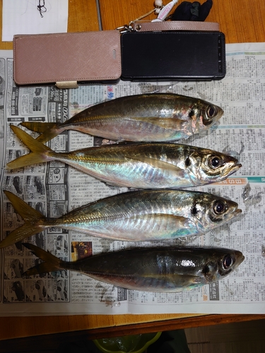 アジの釣果