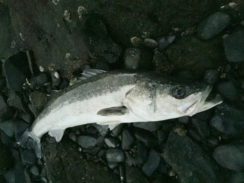 スズキの釣果