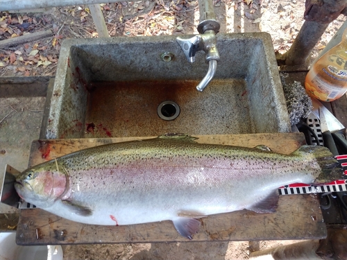 トラウトの釣果