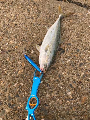 イナダの釣果