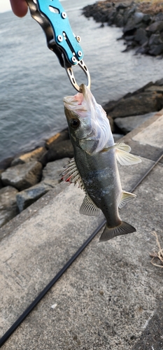 セイゴ（マルスズキ）の釣果